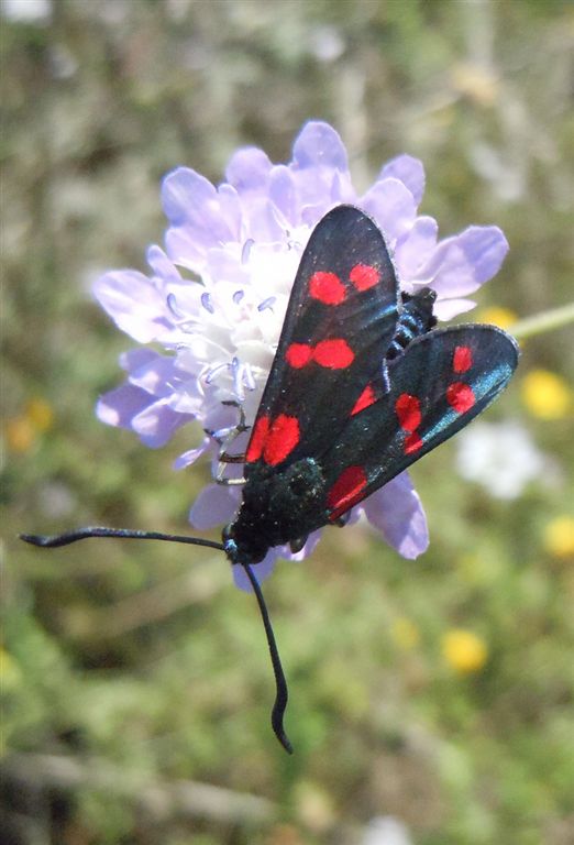 Zygaena filipendulae